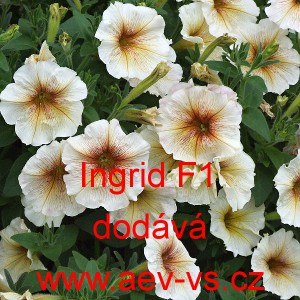 Petúnie mnohokvětá Ingrid F1