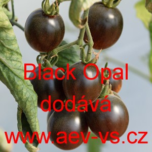 Rajče tyčkov&eacute; Black Opal