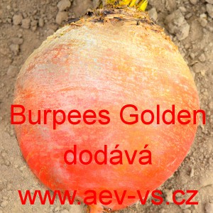 Řepa žlutá salátová Burpees Golden