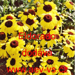 Kopretina osenní, Zlateň osenní Eldorado