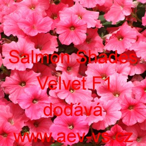 Petúnie zkřížená „surfínie“ převislá Velvet F1 Salmon Shades 