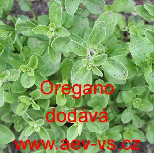 Dobromysl obecná, oregano