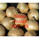 Cibule jarní kuchyňská Globo